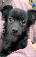 Chihuahua Dogs for adoption in Westmont, IL, USA