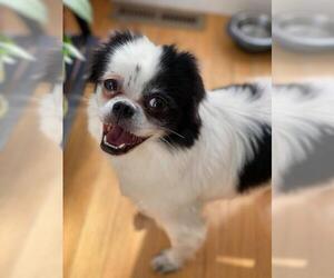 Japanese Chin Dogs for adoption in Tenafly, NJ, USA
