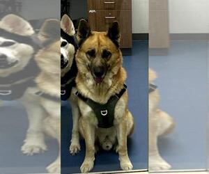 German Shepherd Dog-Siberian Husky Mix Dogs for adoption in Fort Collins, CO, USA