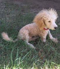 Poodle (Miniature) Dogs for adoption in Longview, TX, USA