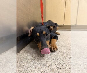 German Shepherd Dog Dogs for adoption in Riverside, CA, USA