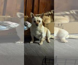 Medium Photo #2 Chihuahua Puppy For Sale in Westminster, MD, USA