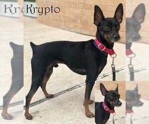 Miniature Pinscher Dogs for adoption in Longview, TX, USA