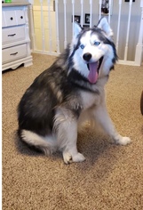 Siberian Husky Dogs for adoption in bloomington, IL, USA
