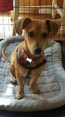 Dachshund-Unknown Mix Dogs for adoption in Matawan, NJ, USA