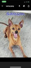 Chihuahua Dogs for adoption in Danbury, CT, USA