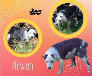 Australian Shepherd-Unknown Mix Dogs for adoption in Lindsay, CA, USA