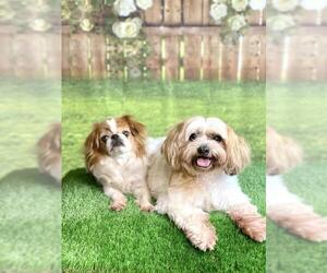 Lhasa Apso Dogs for adoption in Garland, TX, USA