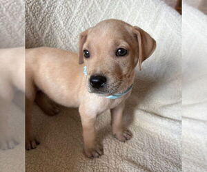 American Staffordshire Terrier-Labrador Retriever Mix Dogs for adoption in Lakewood, CO, USA