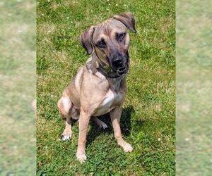 Anatolian Shepherd-Black Mouth Cur Mix Dogs for adoption in Akron, OH, USA