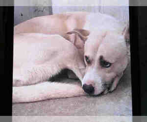 Medium Photo #1 Black and Tan Coonhound Puppy For Sale in San Bernardino, CA, USA
