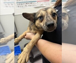 Chihuahua-Unknown Mix Dogs for adoption in Tracy, CA, USA