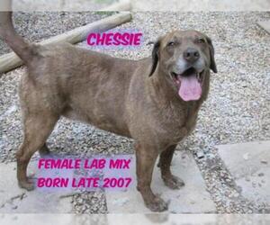 Chocolate Labrador retriever-Unknown Mix Dogs for adoption in Huddleston, VA, USA