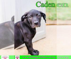Black and Tan Coonhound-Labrador Retriever-Labrador Retriever Mix Dogs for adoption in Pensacola, FL, USA