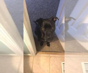 Labrador Retriever Dogs for adoption in Columbus, GA, USA