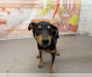 Australian Shepherd-Unknown Mix Dogs for adoption in San Bernardino, CA, USA