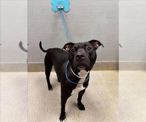 Mutt Dogs for adoption in Las Vegas, NV, USA