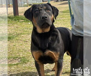 Basset Hound-Rottweiler Mix Dogs for adoption in Washington, DC, USA