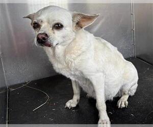 Chihuahua-Unknown Mix Dogs for adoption in Grand Prairie, TX, USA