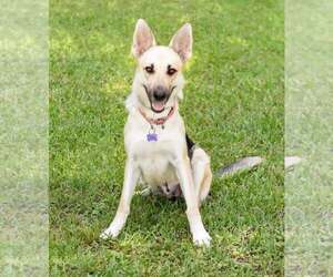 German Shepherd Dog Dogs for adoption in Montgomery, AL, USA