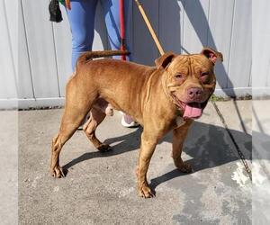 American Pit Bull Terrier Dogs for adoption in Louisville, KY, USA