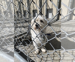 Maltese Dogs for adoption in Rock Springs, WY, USA