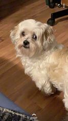 Shih Tzu-Unknown Mix Dogs for adoption in Lenoir, NC, USA