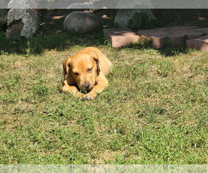 Beagle-Unknown Mix Dogs for adoption in Marine City, MI, USA