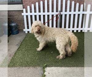 Poodle (Standard)-Unknown Mix Dogs for adoption in Modesto, CA, USA