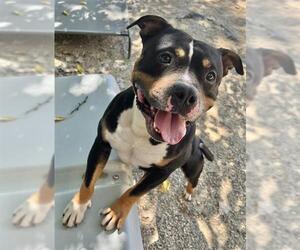 American Pit Bull Terrier Dogs for adoption in Peoria, IL, USA