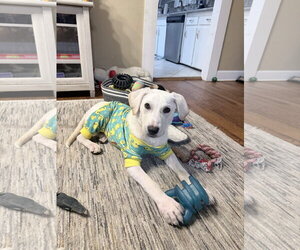 Labrador Retriever-Unknown Mix Dogs for adoption in Fort Worth, TX, USA
