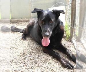 Shepradors Dogs for adoption in Thief River Falls, MN, USA