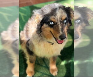 Australian Shepherd Dogs for adoption in OKLAHOMA CITY, OK, USA