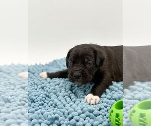 Mutt Dogs for adoption in Brooklyn, NY, USA