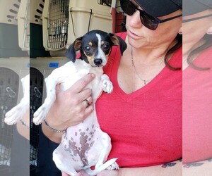 Jack-Rat Terrier Dogs for adoption in Arlington, WA, USA