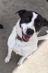Labrador Retriever-Unknown Mix Dogs for adoption in Sonora, CA, USA
