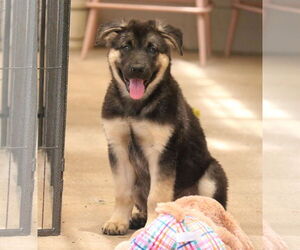 German Shepherd Dog-Unknown Mix Dogs for adoption in San Diego, CA, USA