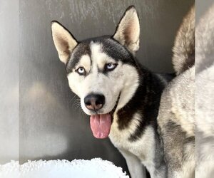 Siberian Husky Dogs for adoption in San Bernardino, CA, USA