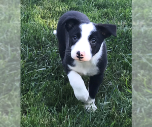 Border Collie-Unknown Mix Dogs for adoption in Mechanicsburg, PA, USA