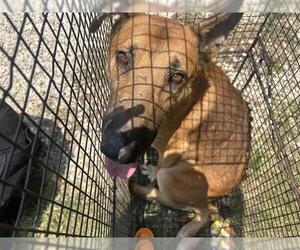 German Shepherd Dog Dogs for adoption in Houston, TX, USA