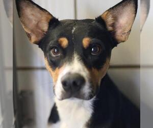 Mutt Dogs for adoption in San Antonio, TX, USA