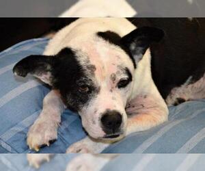 Mutt Dogs for adoption in Olathe, KS, USA