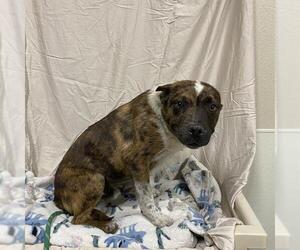 Staffordshire Bull Terrier-Unknown Mix Dogs for adoption in Modesto, CA, USA