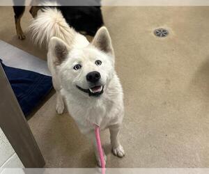 Siberian Husky Dogs for adoption in Santa Maria, CA, USA