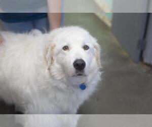 Great Pyrenees-Unknown Mix Dogs for adoption in Mountain Home, AR, USA