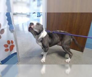 American Pit Bull Terrier-Unknown Mix Dogs for adoption in Houston, TX, USA
