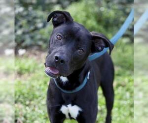 Pointer Dogs for adoption in Atlanta, GA, USA