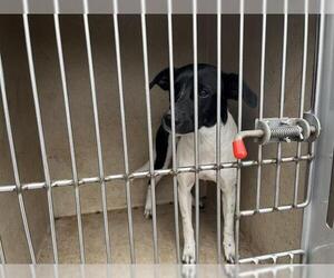 Collie-Unknown Mix Dogs for adoption in Oklahoma City, OK, USA