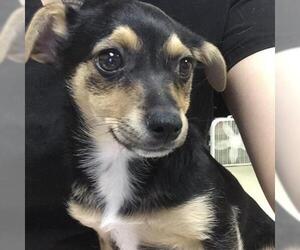 Chihuahua Dogs for adoption in Riverside, CA, USA