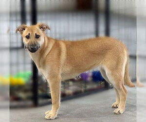 Labrador Retriever-Unknown Mix Dogs for adoption in Genesee, WI, USA